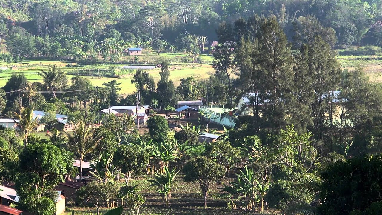 Haburas Fali Rai - Agrikultor Maneja Regenerasaun Natural (FMNR) iha Timor-Leste