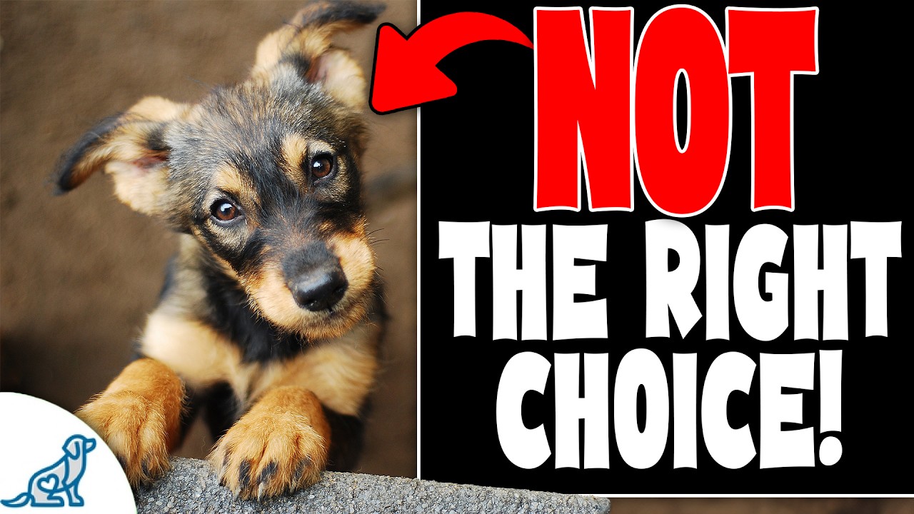How To Pick The Perfect Puppy