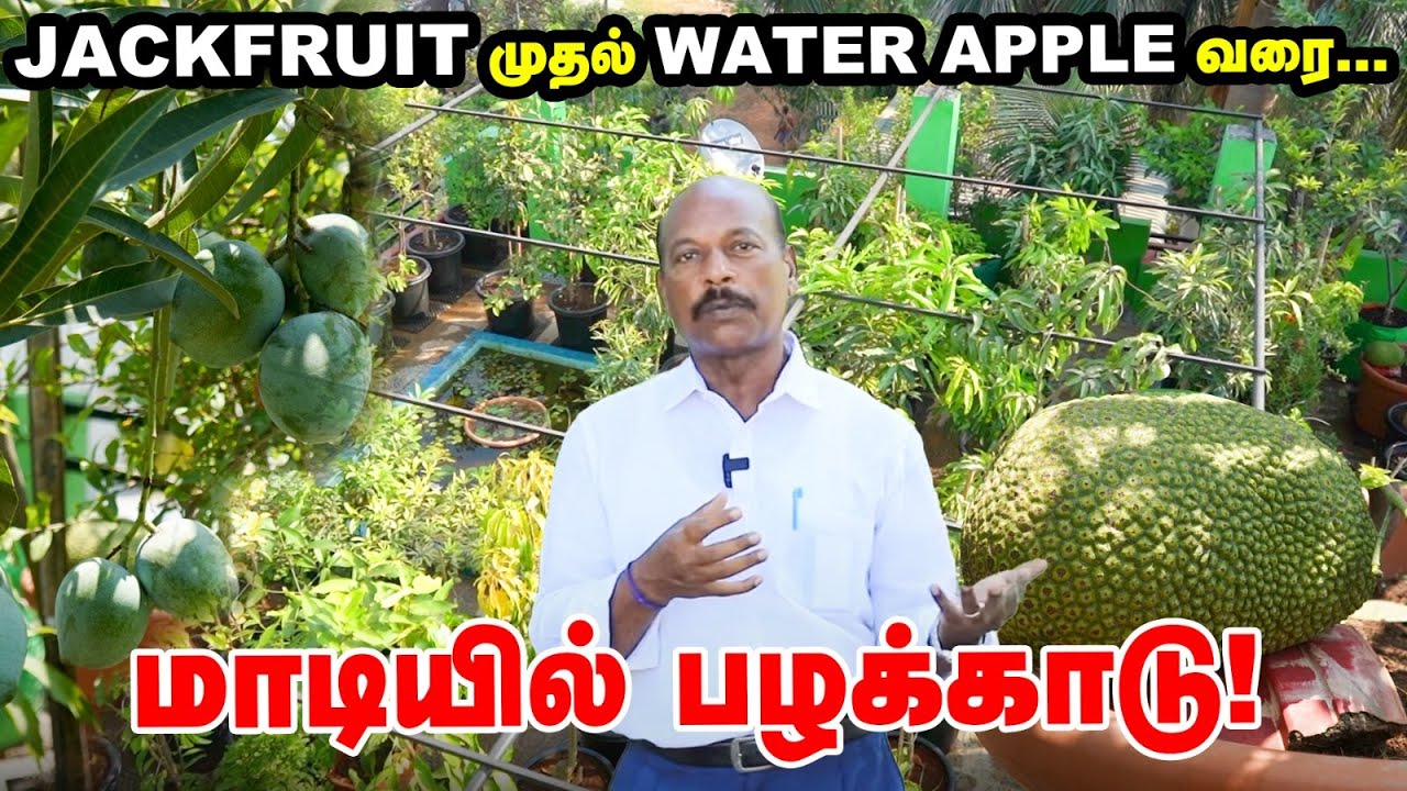 Fruit Forest In Terrace - Jackfruit முதல் Water Apple வரை மாடியில் இத்தனை வகையான பழங்களா?