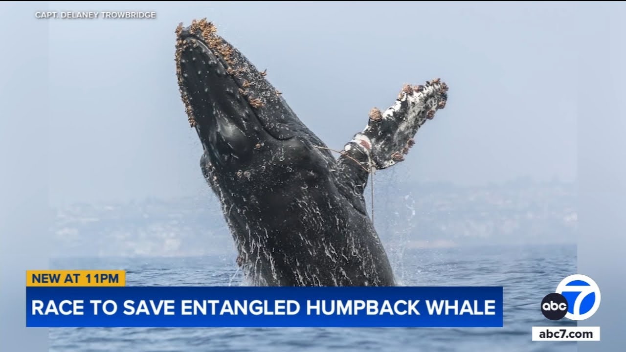 Rescue crews searching for entangled humpback whale spotted off coast of Newport Beach