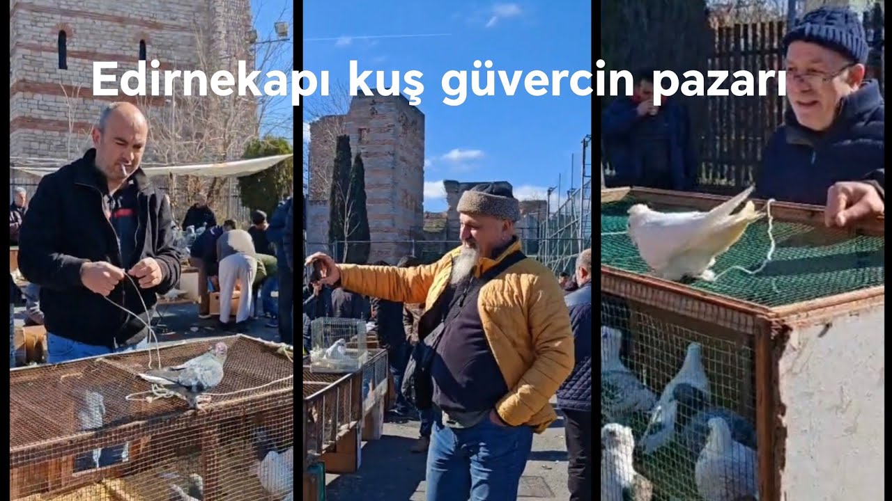 Edirnekapı kuş güvercin pazarı 