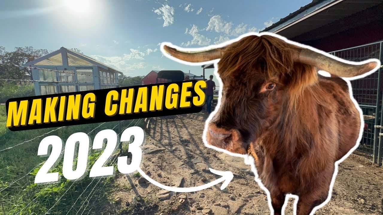 Highland Cattle For Sale|...Cattle Auction| Homesteading Channel, Farm Life, Kunekune Pigs, Chickens