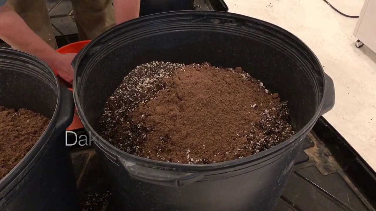 Planting Matanuska Thunder Fuck