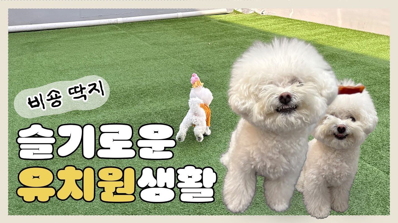 비숑 딱지의 슬기로운 유치원 생활 🐾  하루종일 뛰어다님 ㅋㅋ