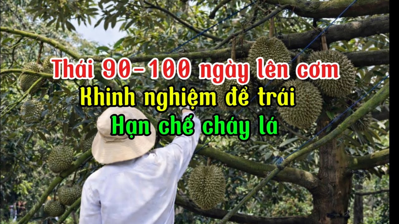 Thái 90-100 ngày lên cơm khinh nghiệm để trái hạn chế cháy lá
