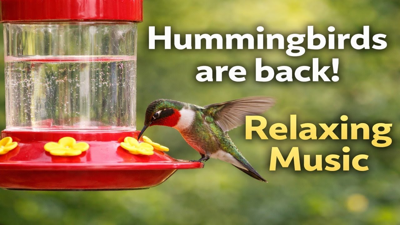 HUMMINGBIRDS ARE BACK!! 5 FEEDERS NONSTOP ACTION LIVE! MUSIC 432HZ NO ADS–Relax