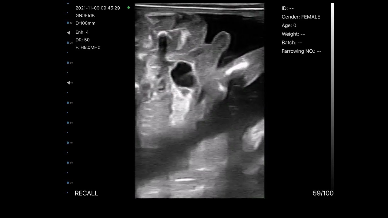 Le sexage tardif des foetus bovins par échographie : un peu d'entrainement