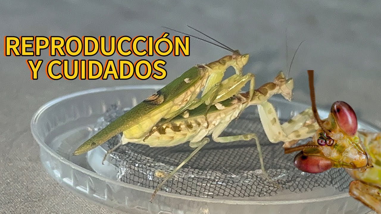 Reproducción y cuidados para creobroter gemmatus (mantis flor enjoyada) 🌱👽