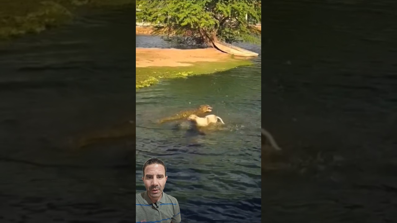 Jacar&eacute; ATACA cachorro 🐕🐊😳 #jean360oficial