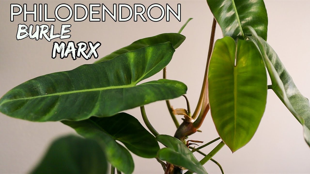 Philodendron Burle Marx | How To Houseplant
