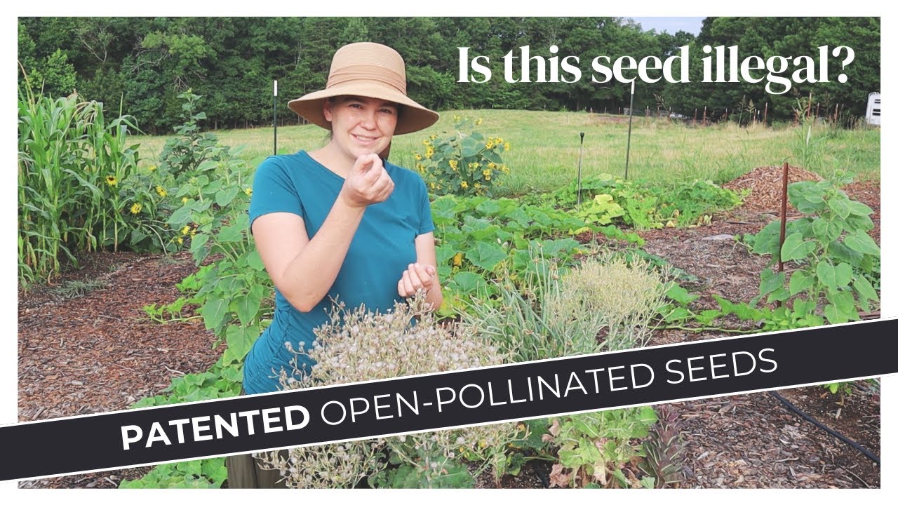 Have you accidentally saved seeds illegally? | Seed Utility Patent