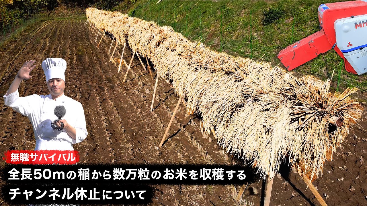 【無職サバイバル】全長50mの稲から数万粒のお米を収穫する。チャンネル休止について【限界集落で無職になる＃45】