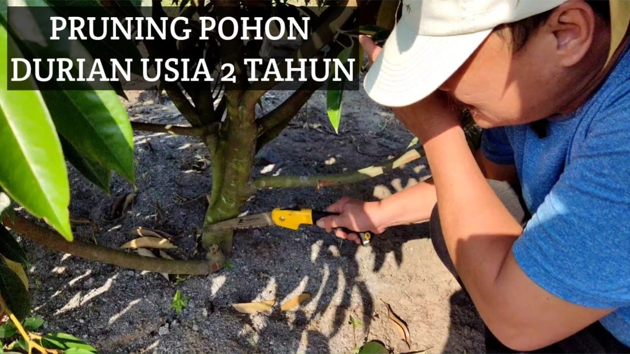 Part 1 Pruning Pohon Durian Sedikit Extreme Dengan Teknik Yang Benar serta Penjelasan Penting