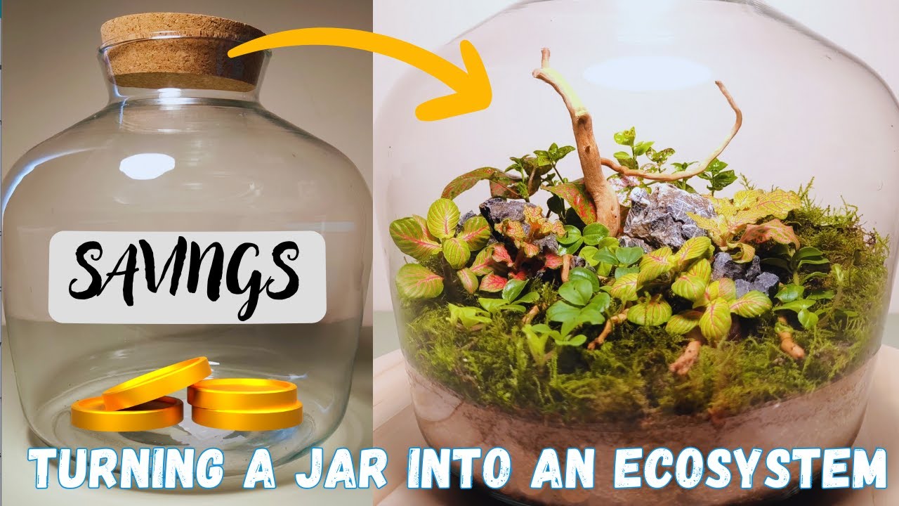 How to turn a jar into an ecosystem on a budget