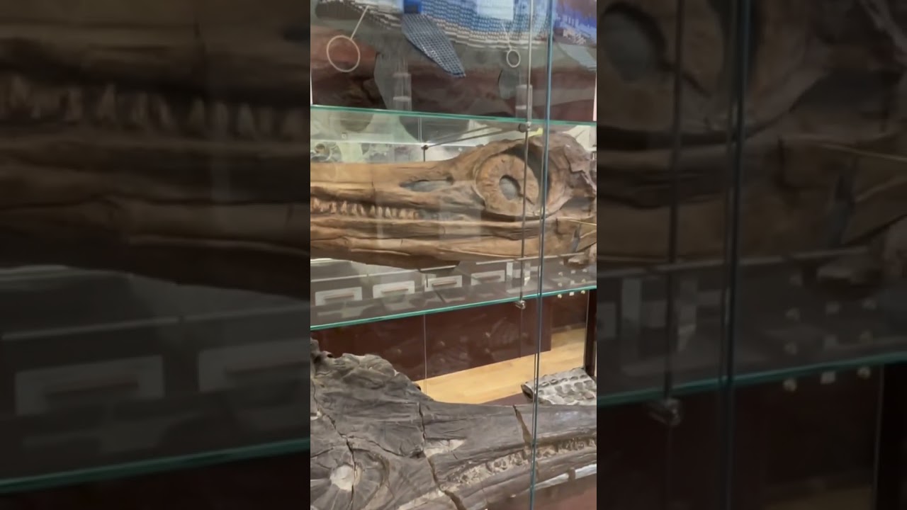 The first ever ichthyosaur found by the inspiring Mary Anning. #dinomania #maryanning #ichtyosaurus