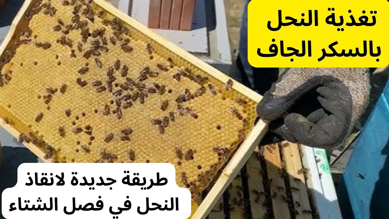 تغذية النحل بالسكر الجاف : طريقة جديدة لانقاذ النحل في فصل الشتاء .