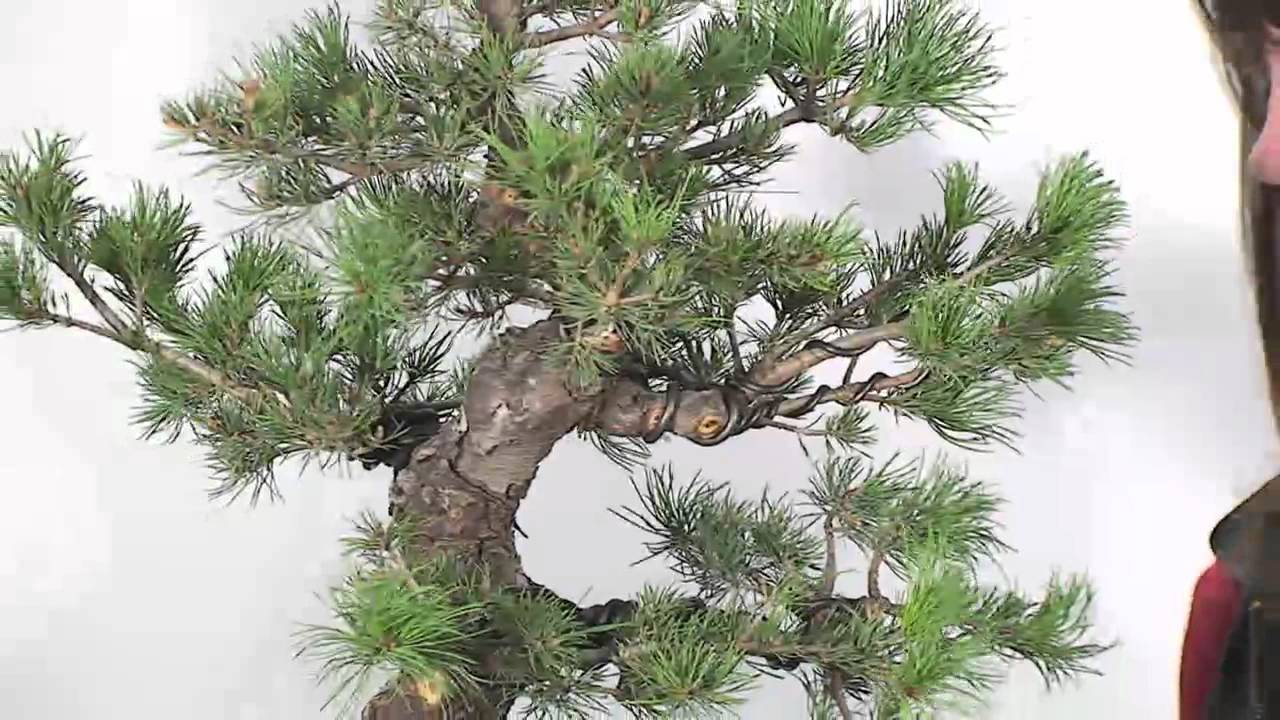 Bonsai - Erstgestaltung einer Mädchenkiefer by Carmen Ganzenmüller