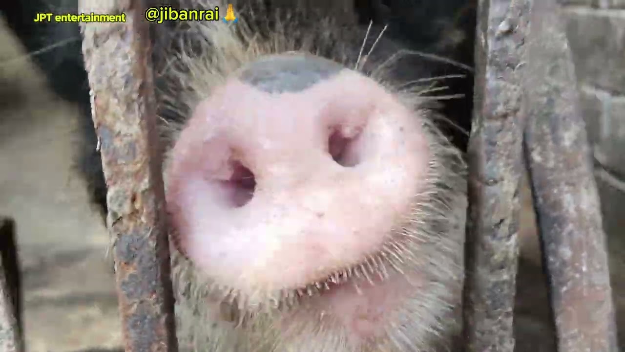 आज खोटाङ जिल्लाकै दिक्तेल बजार मा एक मात्र लठ्ठी उध्योग बशैखाली ठुले चन्द्र प्रसाद बाजेको मा 🇳🇵🏑