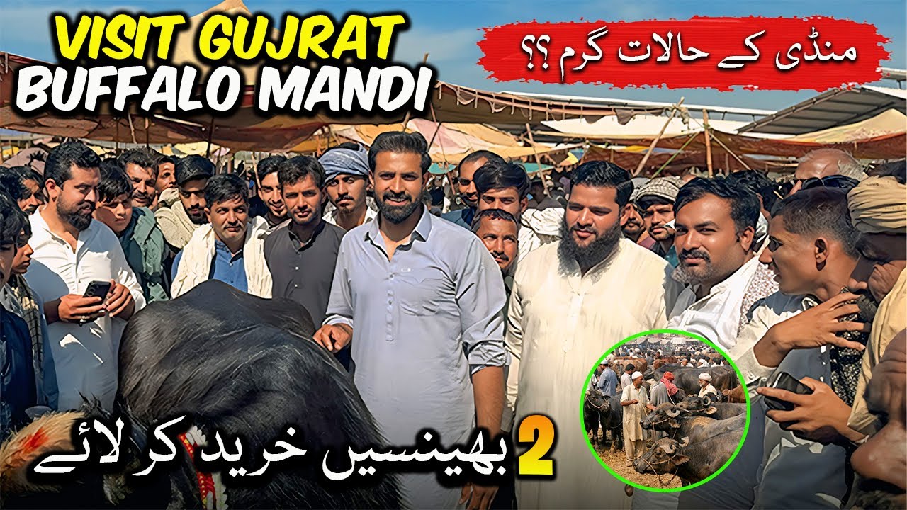 Waqar Bhinder Visit Gujrat Buffalo Mandi 🐃😘 | الحمدللہ آج دو بھینسیں لے کر آئے