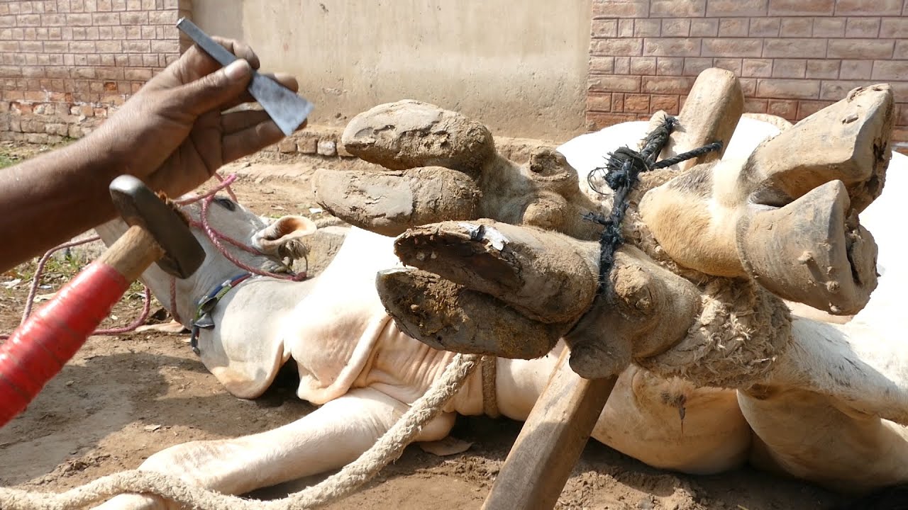 Farrier-Bull Hoof Restoration-Satisfying