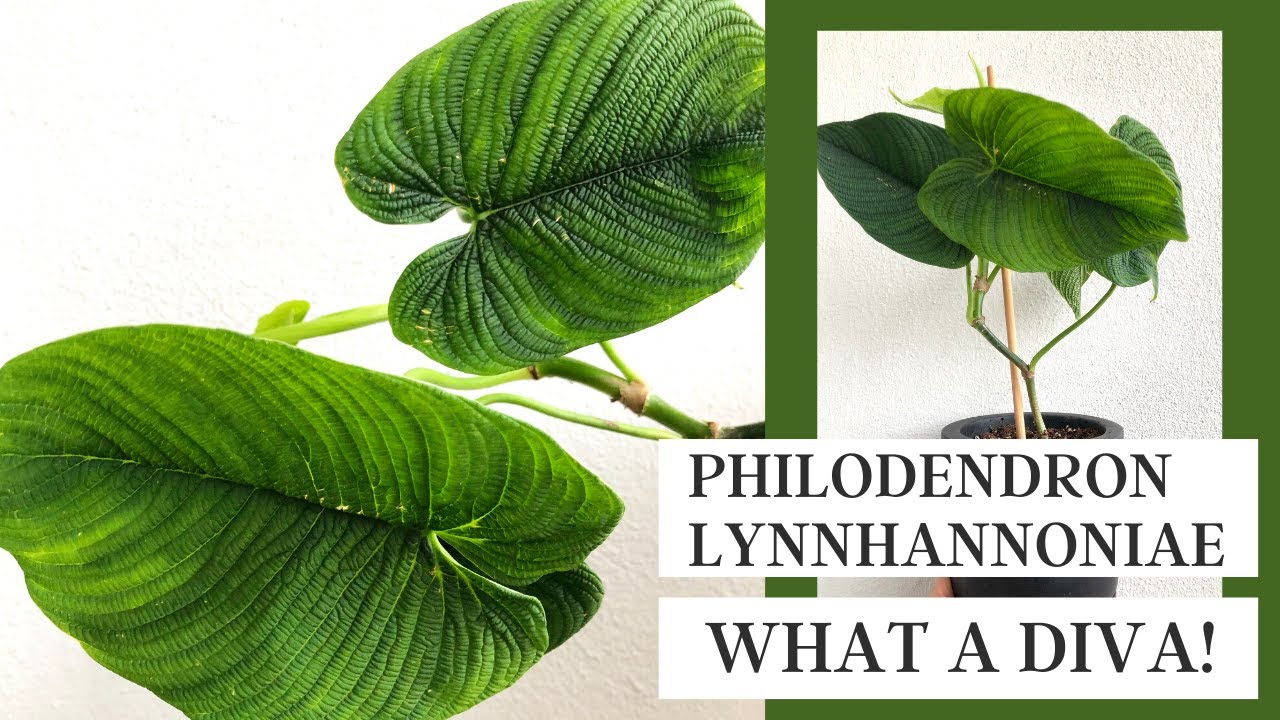 Philodendron Lynnhannoniae/Furcatum: THE DRAMA
