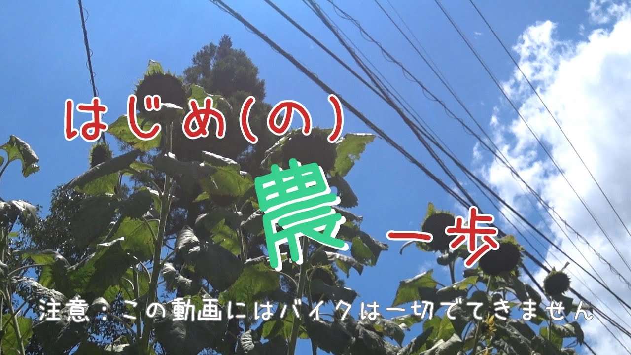 はじめ農(の)一歩 藍染リベンジ（化学建て）