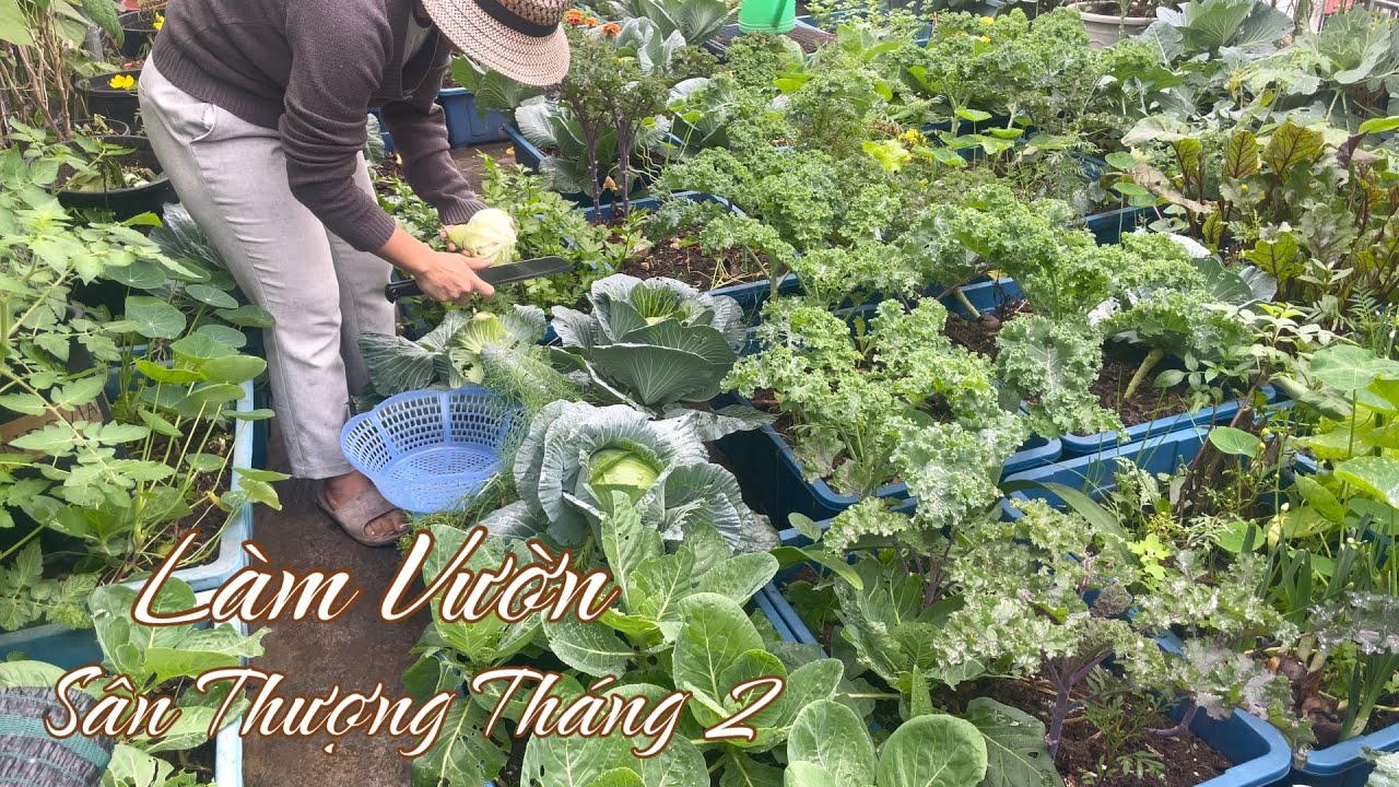 107 LÀM VƯỜN SÂN THƯỢNG tháng 2, thu hoạch rau trái, bón phân cho cà chua bạch tuộc, làm đất