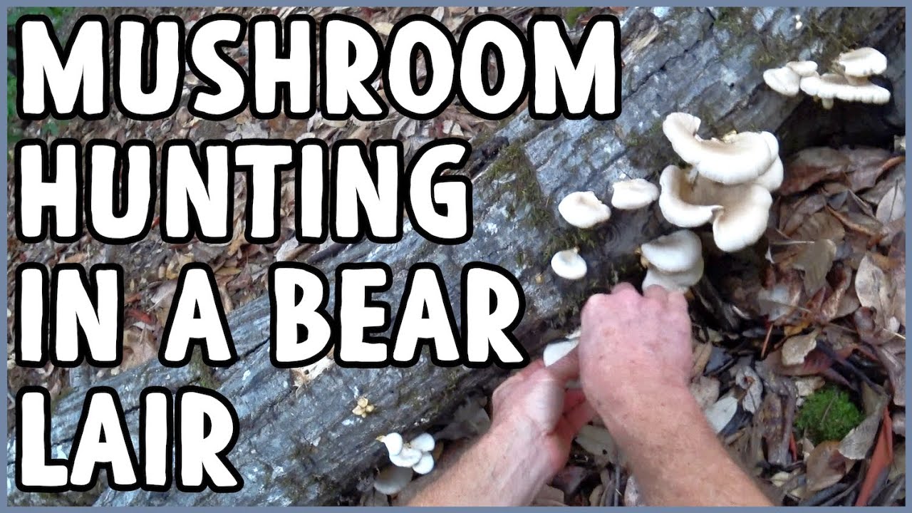 Mushroom Hunting in a Bear's Lair, Natural History, When I found a Body, etc...