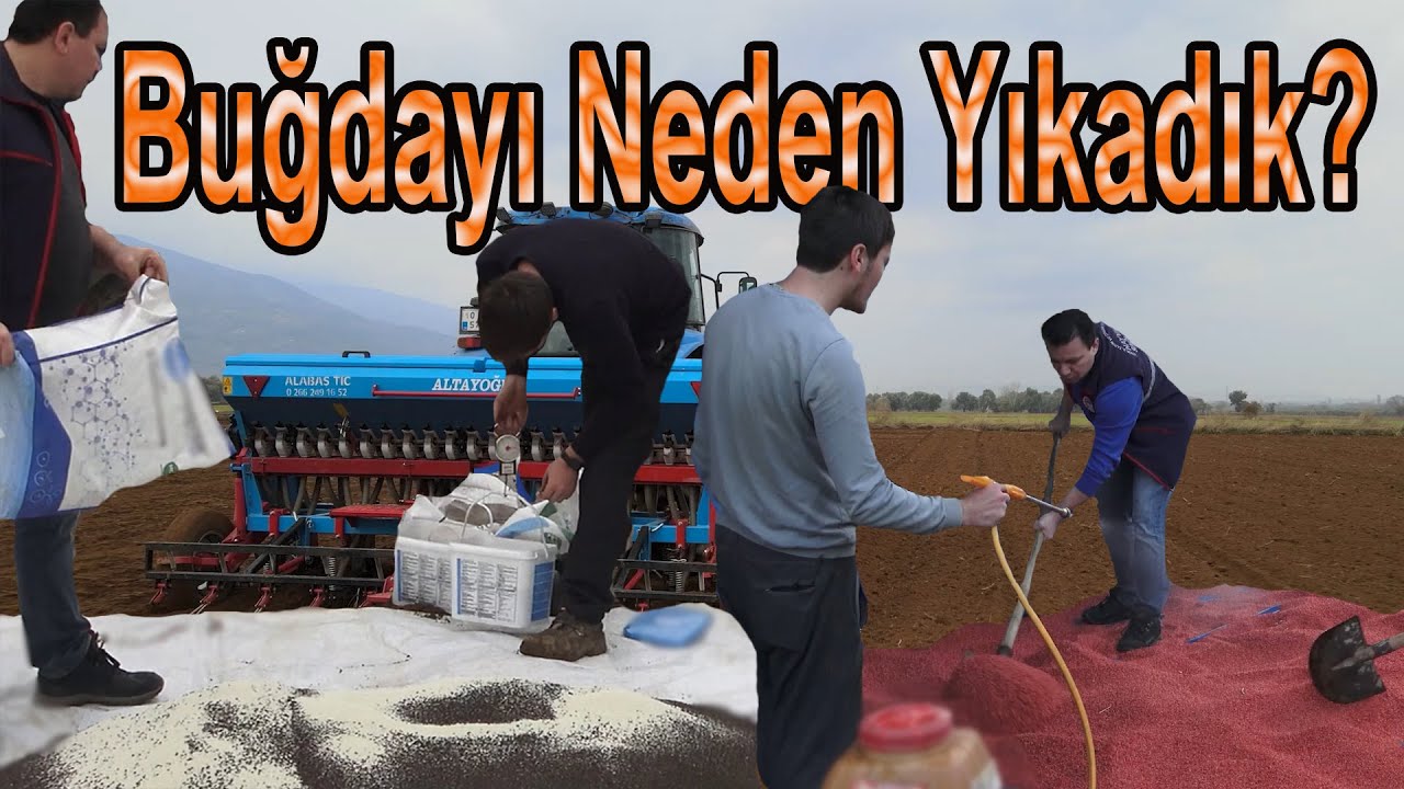 Buğday bakteri kaplama yaptık. Mikrogranül, su tutucu, organomineral gübre denemesi