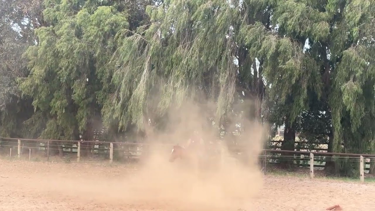 Bridleless training with Beau