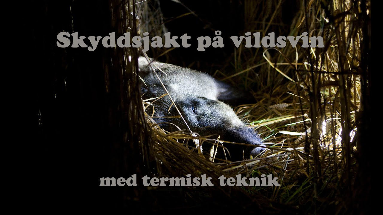 Vildsvin - Skyddsjakt med termisk teknik
