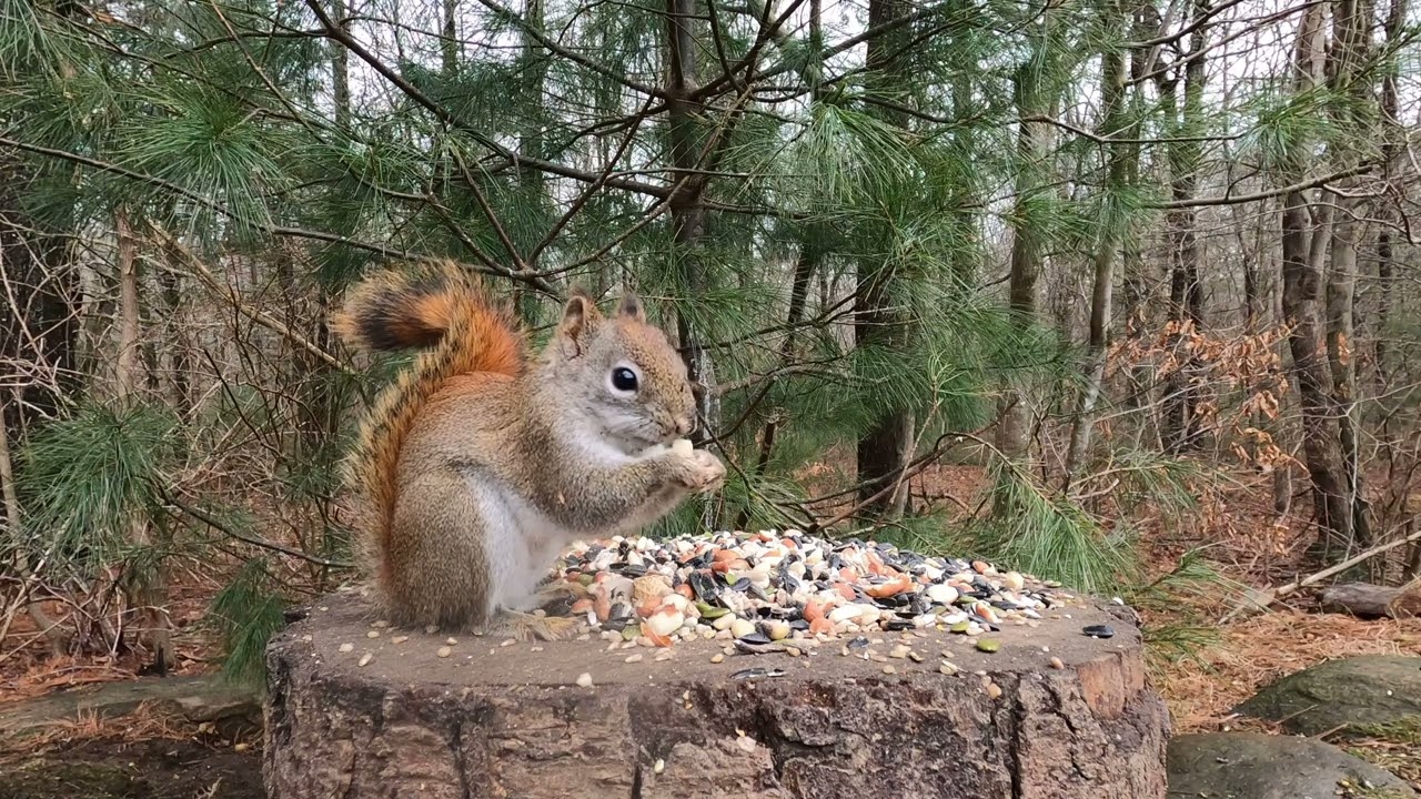 squirrels