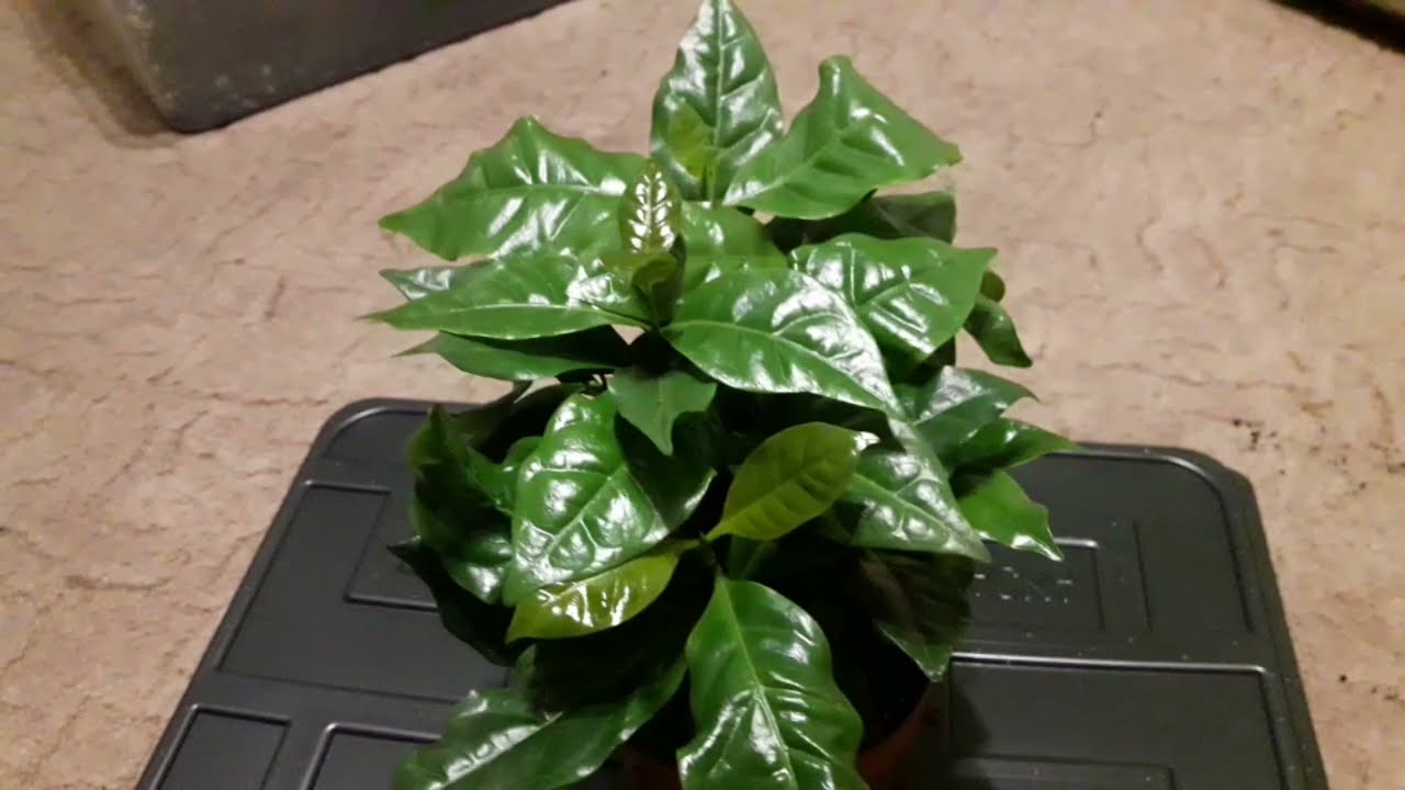 odc.58. Rozsadzanie  Coffe Arabica .