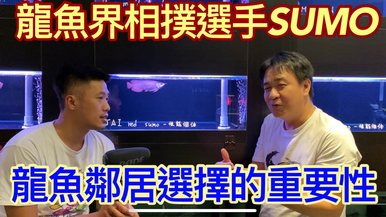 龍魚界的相撲選手來囉，極端的體型加上特殊鱗片的「一條龍」個體，驚人的食量一定能滿足養魚人的飼養慾望，就讓百鴻水族小林哥帶我們去看看SUMO龍魚的特色GO~~~