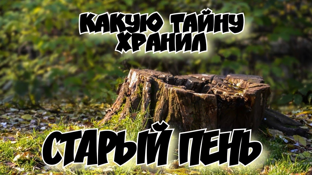 Какую тайну хранил старый пень. Кладоискатели за работой.