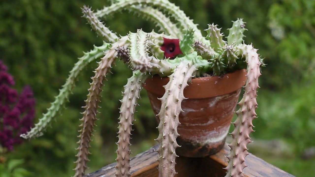 Huernia schneideriana care May 2021