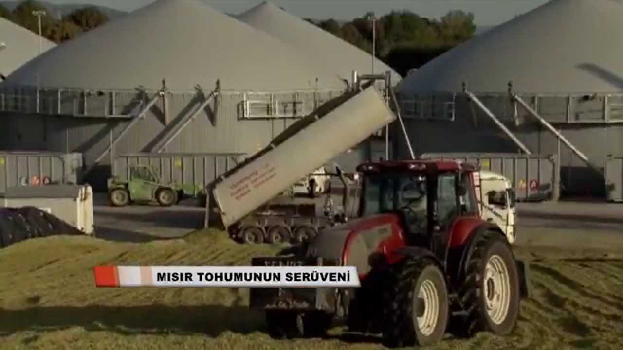 MISIR TOHUMUNUN SERÜVENİ