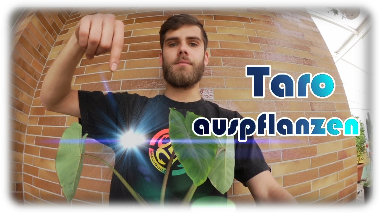 TARO auspflanzen, umtopfen und Wurzel Betrachtung | Taro anbauen #3