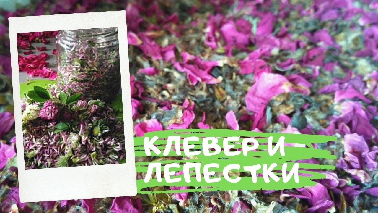 236.КЛЕВЕР чайный сбор. ФЕРМЕНТАЦИЯ с лепестками шиповника.