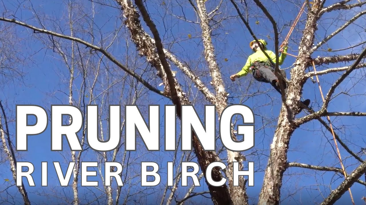 Tree Pruning: River Birch