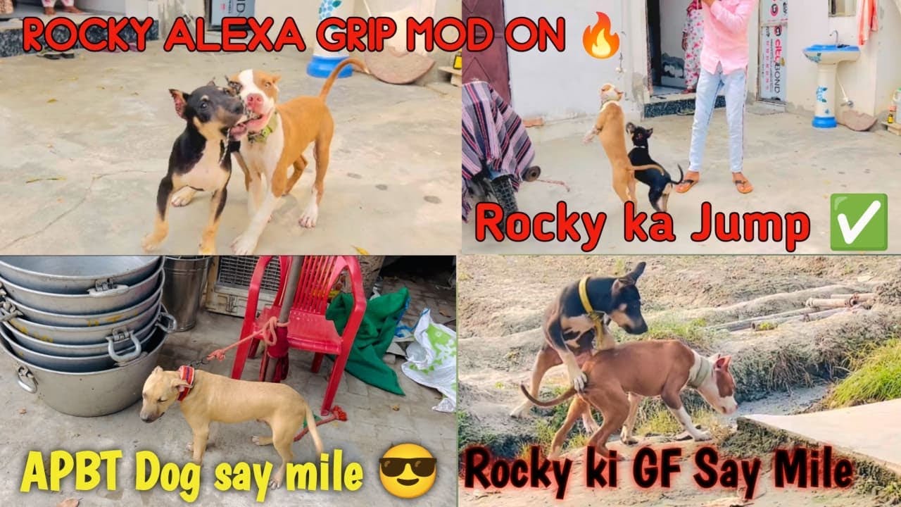 Rocky ko le aaye ghr vaps 🏠 Rocky ki krai traning 🦂 Rocky ki GF se mile🥰