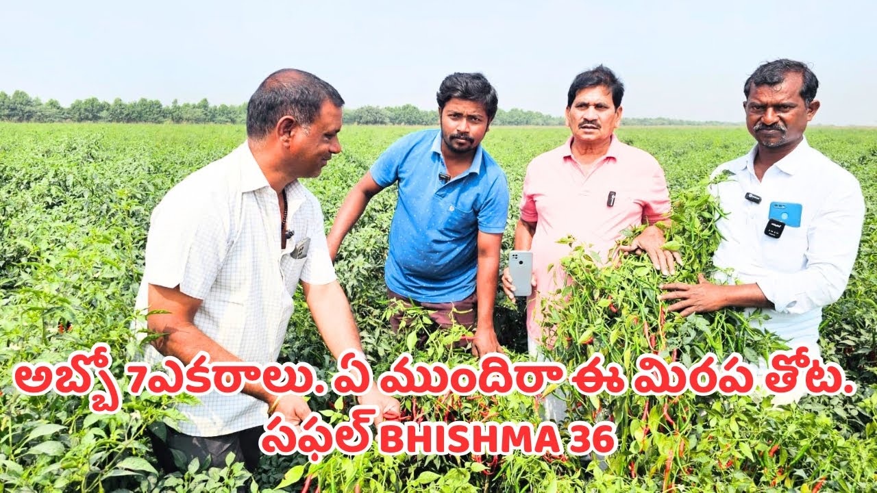 అబ్బో 7ఎకరాలు. ఏ ముందిరా ఈ మిరప తోట. #సఫల్ BHISHMA 36 || MUNYA NAIK