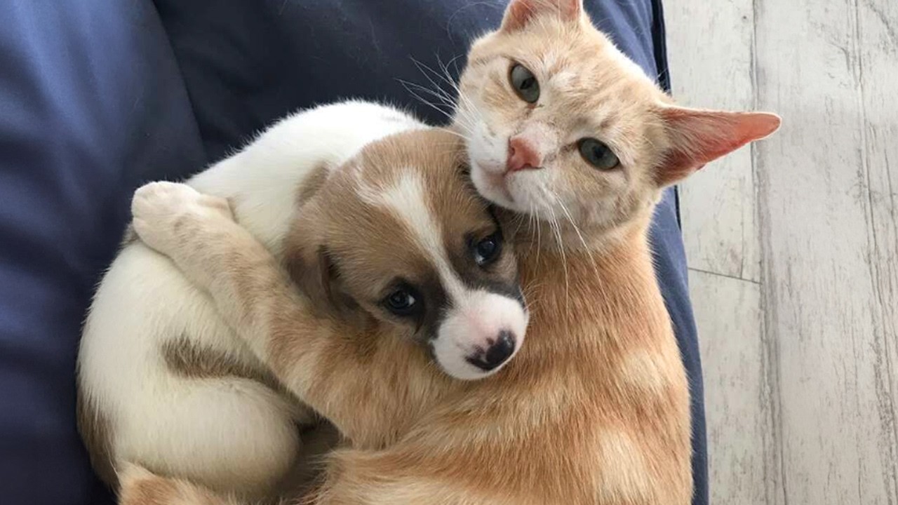 When a Mother Cat Raises Puppies 🤣 New Funniest CATS Video