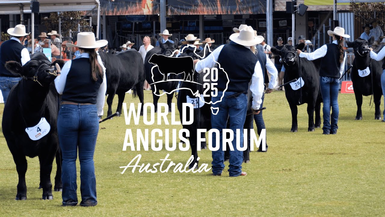 Come and see how Australian Angus cattle influence the world