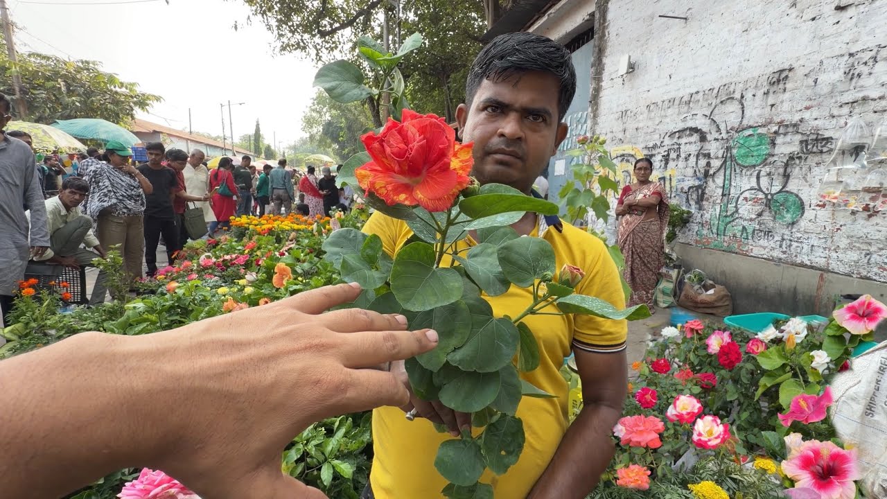 Rose Hibiscus & Winter Flower Plant Review in Hindi at Galiff Street Market | Best Flowers Forever 