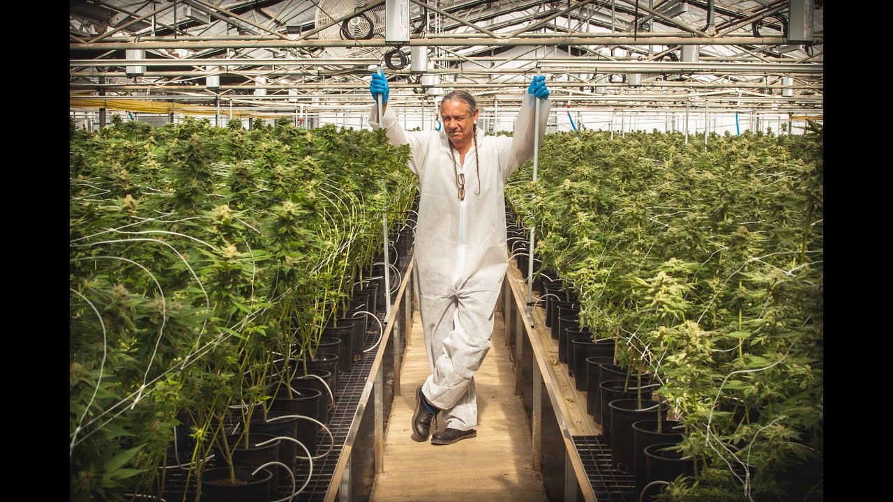 Harborside Cannabis Farm Tour: Steve DeAngelo / Green Flower