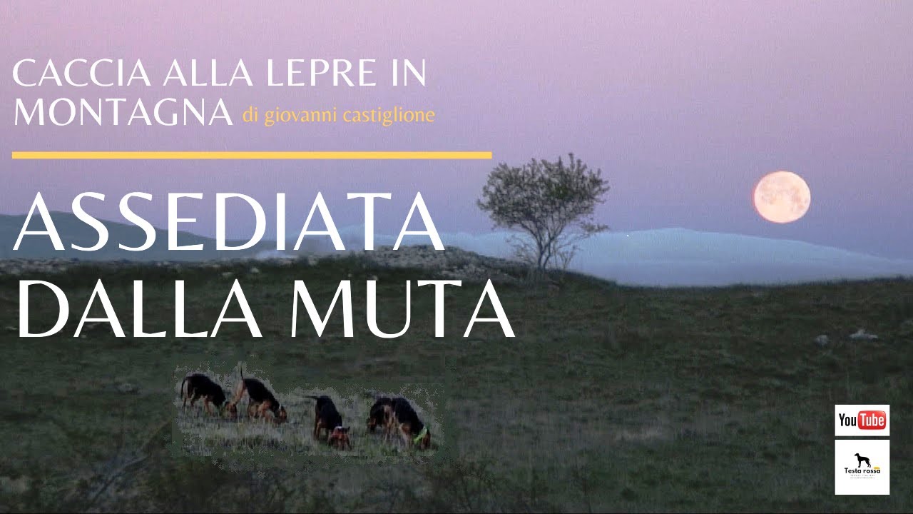 SEGUGI ITALIANI SU LEPRE (Ep.40) - Cucciolata 2019 - Assediata dalla muta