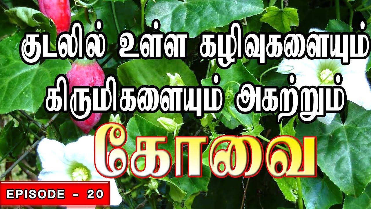 குடலில் உள்ள கழிவுகளையும் கிருமிகளையும் அகற்றும் கோவை | Kovakkai | Kovai Kodi