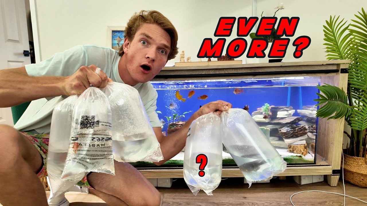 BUYING more of the MEANEST freshwater fish for my BIGGEST aquarium