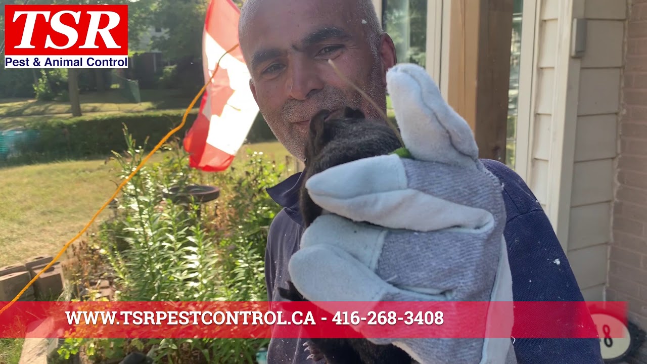 TSR SQUIRREL REMOVAL